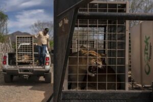 Tigres, jaguars et éléphants fuient la violence des cartels au Mexique