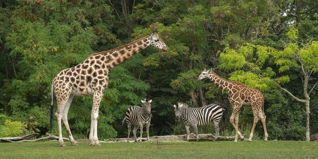 Foudroiement dans un zoo en France : une touriste allemande entre la vie et la mort
