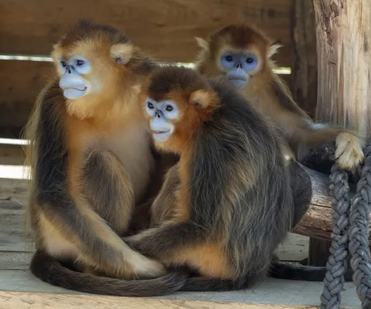 Capture D’écran 2025-06-21 À 15.26.29
