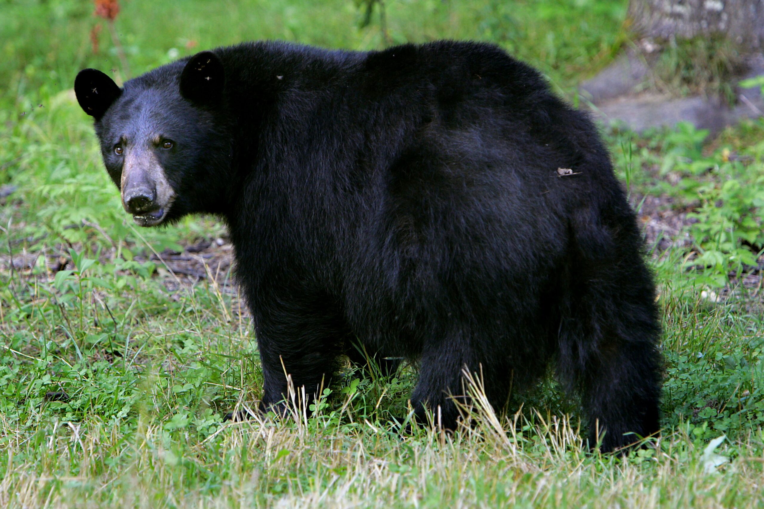 Grèce : Un randonneur meurt poussé dans un ravin par un ours dans le massif des Rhodopes