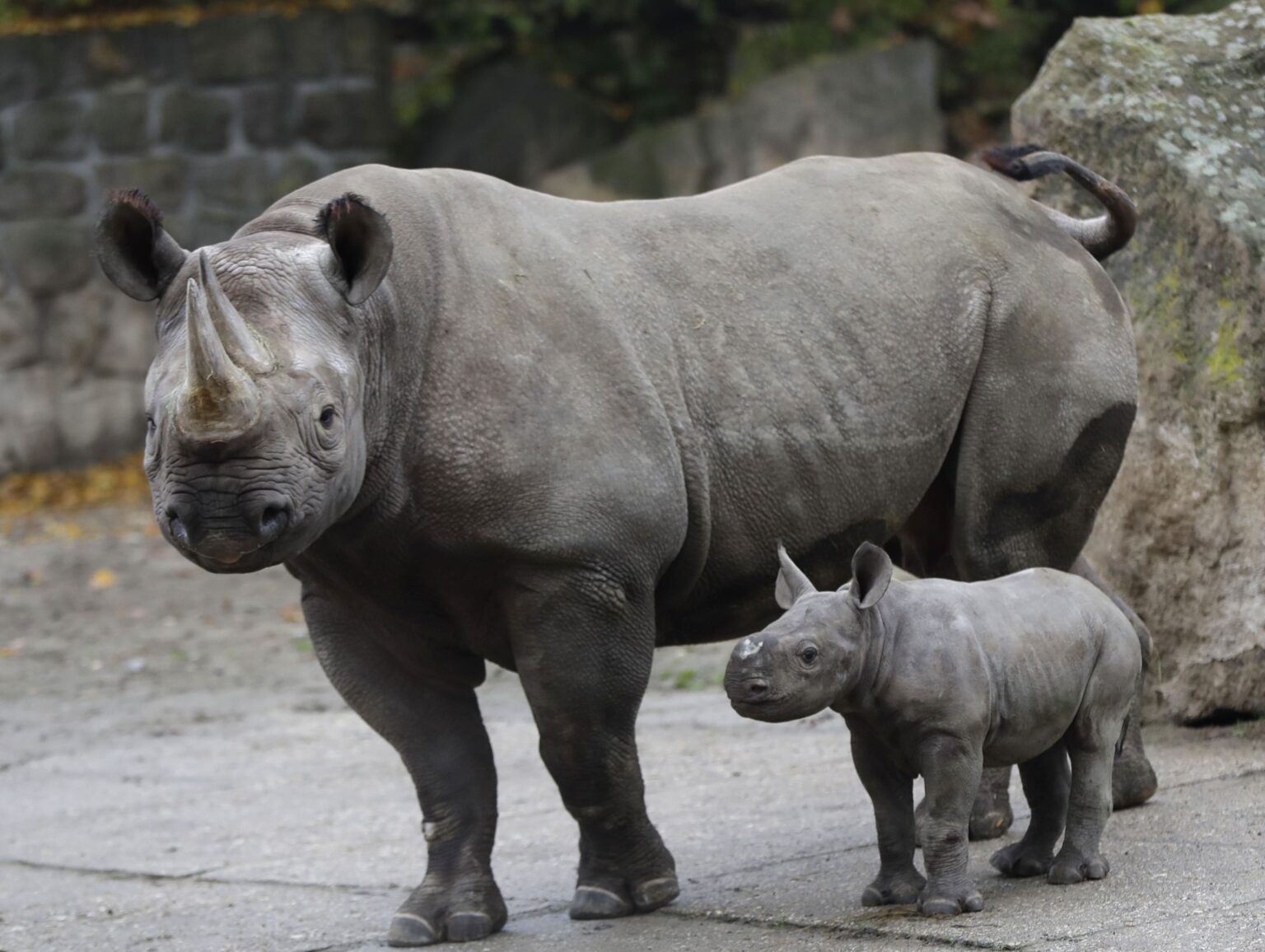 Kenya: un transfert historique de 21 rhinocéros noirs pour sauver l'espèce de l’extinction