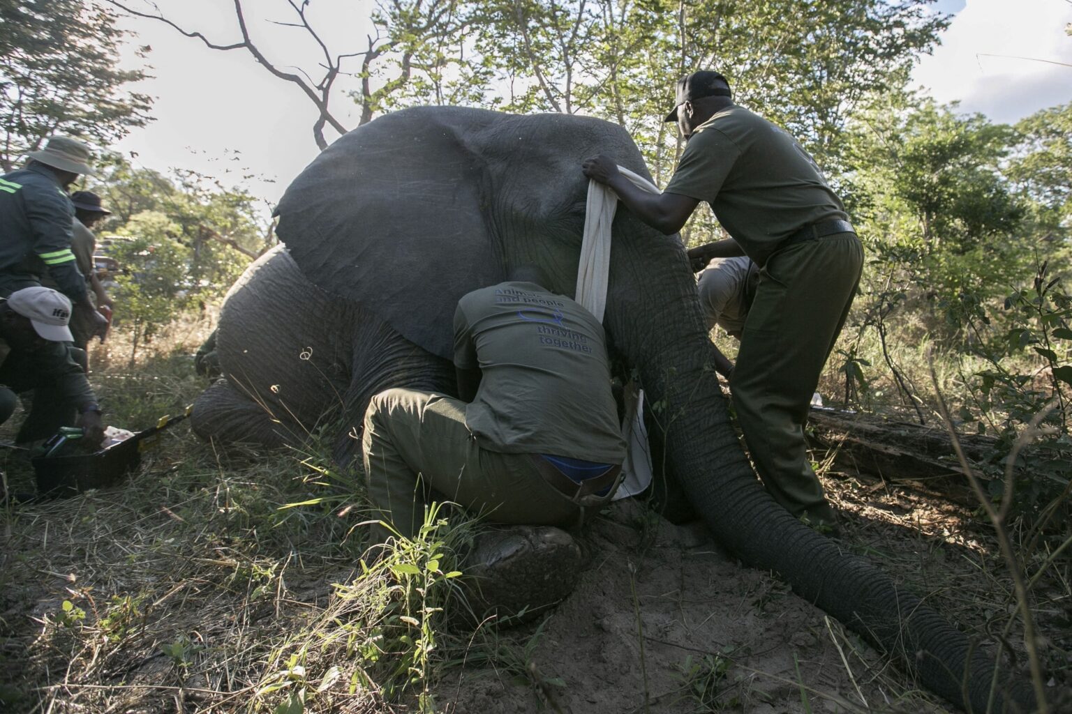 Zimbabwe va abattre 50 éléphants: une décision controversée pour gérer la surpopulation