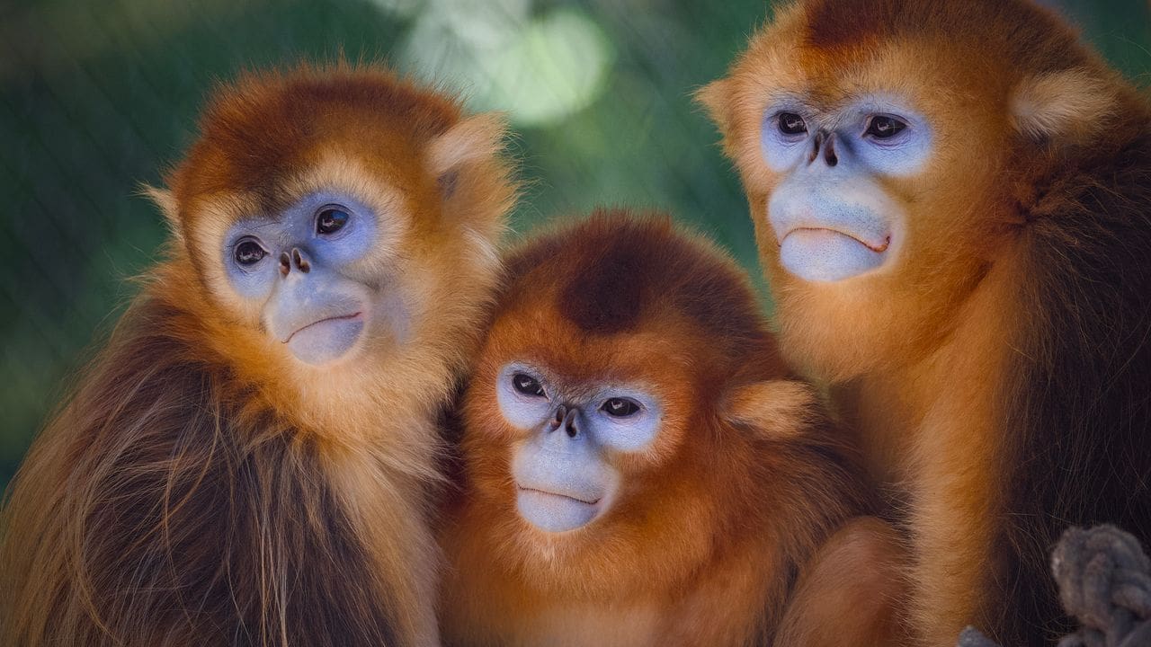 Destination week-end: 48h au Zoo de Beauval. À la rencontre des singes dorés, une espèce rare en danger d'extinction