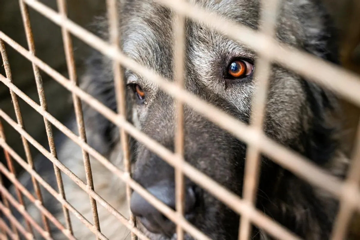 Violences et maltraitance animale à Lille : une sexagénaire mise en cause, son procès renvoyé