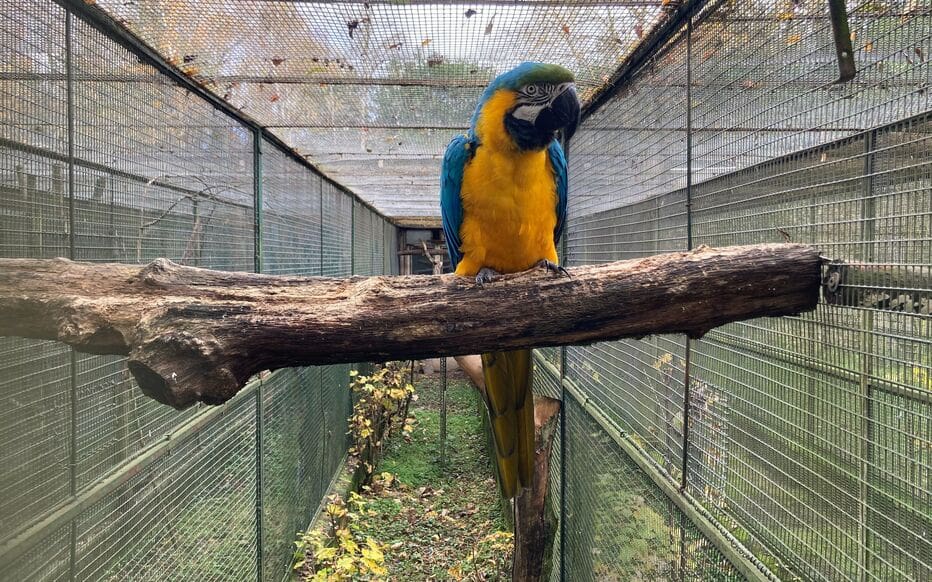 Un parc animalier jugé pour un vaste trafic d’espèces protégées