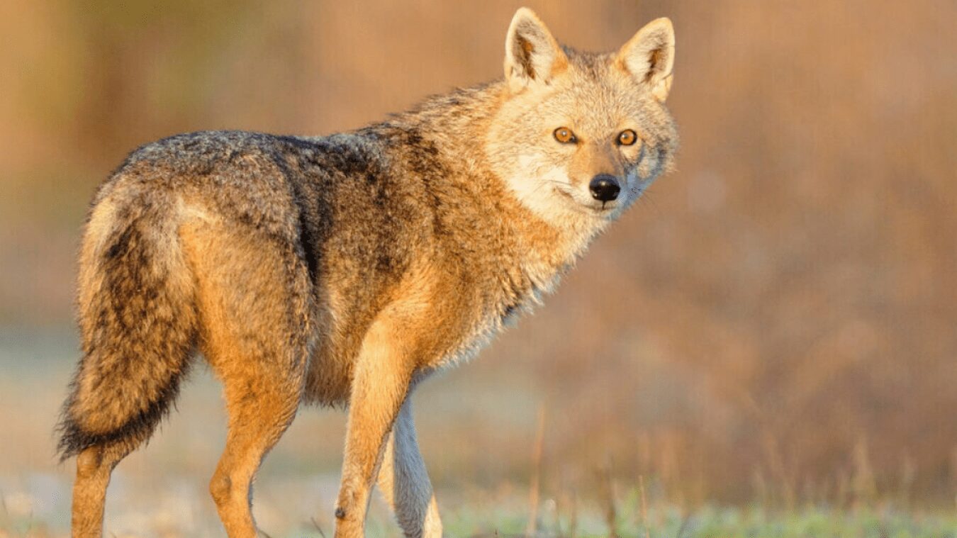 Le chacal doré colonise progressivement la France