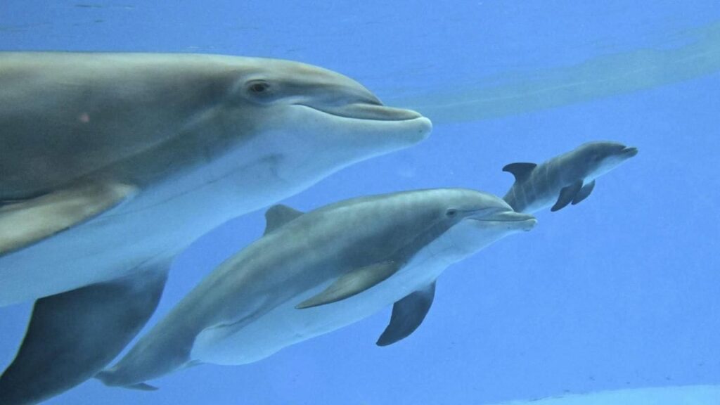 **Un bébé dauphin naît au zoo de Chicago, aidé par une autre maman** Un moment rare et émouvant s’est déroulé au zoo de Brookfield à Chicago ce samedi matin : une femelle dauphin grand dauphin a mis au monde un petit sous les encouragements d’une équipe vétérinaire, avec le soutien inattendu mais bienvenu d’une autre mère dauphin expérimentée. La naissance s’est produite dans les premières heures de la journée. Allie, une femelle de 38 ans, a été filmée en train de nager dans son bassin pendant le travail, tandis que les membres du personnel vétérinaire l’encourageaient avec des cris de « Pousse, pousse, pousse ». À travers l’eau, on aperçoit d’abord les nageoires caudales du nouveau-né, avant que le petit ne se libère complètement et ne nage instinctivement vers la surface pour prendre sa toute première respiration. Ce moment crucial a été accompagné par Tapeko, un autre dauphin femelle âgé de 43 ans, déjà mère à plusieurs reprises. Présente dans le bassin, elle est restée proche d’Allie pendant plus d’une heure de travail et a suivi le nouveau-né jusqu’à la surface, veillant à ses premiers instants. Ce comportement est tout à fait naturel, soulignent les responsables du zoo. « C’est très courant, à la fois dans les populations sauvages et en milieu contrôlé, que les dauphins s’entraident lors des naissances », explique la vétérinaire en chef du zoo, la Dre Jennifer Langan. « Cela offre à la mère une protection supplémentaire et une aide précieuse, notamment pour permettre au petit de rejoindre la surface alors que les contractions sont encore très fortes. » D’après les premières observations, le petit semble en bonne santé. Il pèse environ 16 kilos et mesure près de 1,20 mètre — soit l’équivalent en taille et poids d’un golden retriever adulte. Pour l’instant, l’exposition « Seven Seas » du zoo est fermée au public afin de permettre au petit de tisser des liens avec sa mère et de s’adapter à son groupe social. Le bébé dauphin a déjà commencé à pratiquer le « slipstreaming », une technique qui consiste à nager dans le sillage de sa mère pour économiser de l’énergie. Les vétérinaires surveilleront de près ses progrès dans les semaines à venir, notamment en matière d’allaitement, de natation et de développement général. Un test de paternité sera effectué plus tard pour identifier le père parmi les mâles du zoo. Le petit recevra son nom cet été.