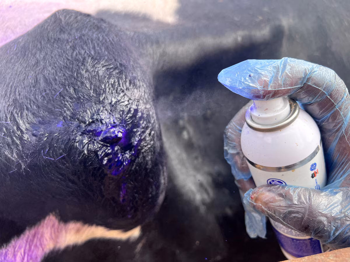 Alerte sanitaire : premier foyer de dermatose nodulaire contagieuse détecté dans un élevage bovin en France