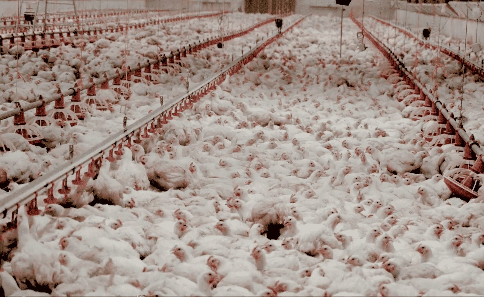 Élevages intensifs : la France dans le haut du tableau européen