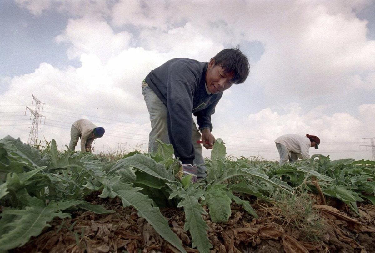 Pourquoi tant d’ouvriers agricoles thaïlandais ont été pris en otage par le Hamas ?