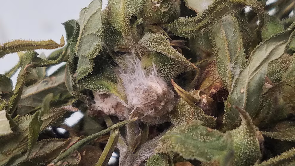 Des chercheurs chinois accusés d’avoir introduit clandestinement un champignon ravageur de cultures aux États-Unis