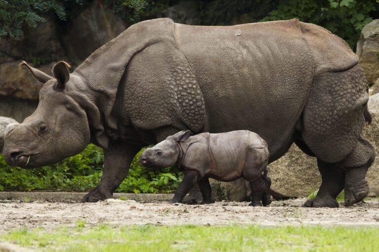 Afrique du Sud: l’écornage des rhinocéros réduit le braconnage de près de 80 %, mais la méthode fait débat