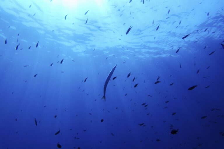 Protection de l’océan: l’UNESCO étend ses programmes éducatifs