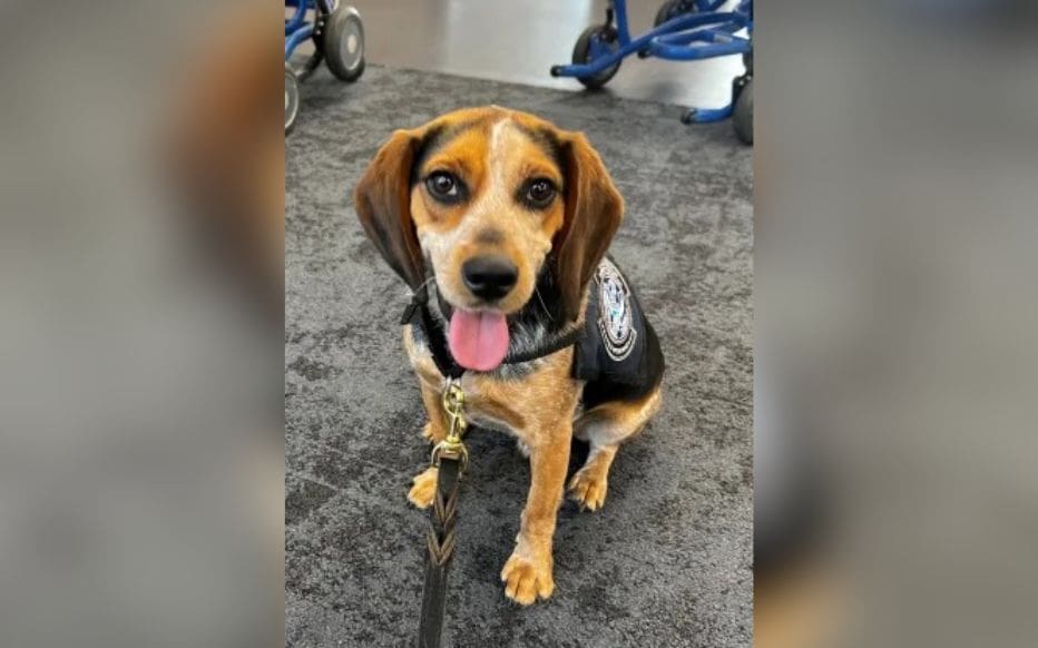 Insolite - Un chien des douanes américaines agressé par un voyageur qui transportait 45kg de produits interdits