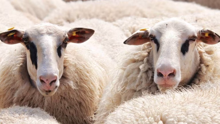 Cambriolage insolite en Ille-et-Vilaine : des voleurs provoquent la fuite de trois moutons — photo