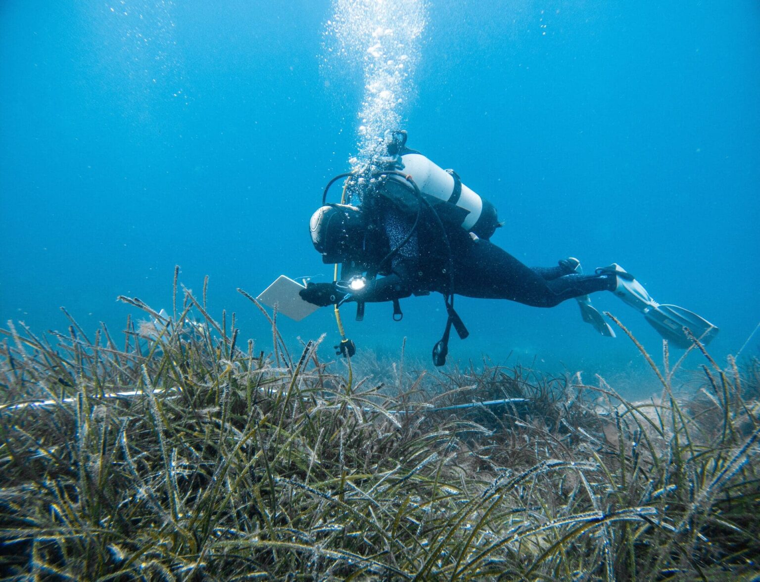 Urgence en Adriatique : les scientifiques croates sonnent l’alarme pour sauver les prairies de posidonies