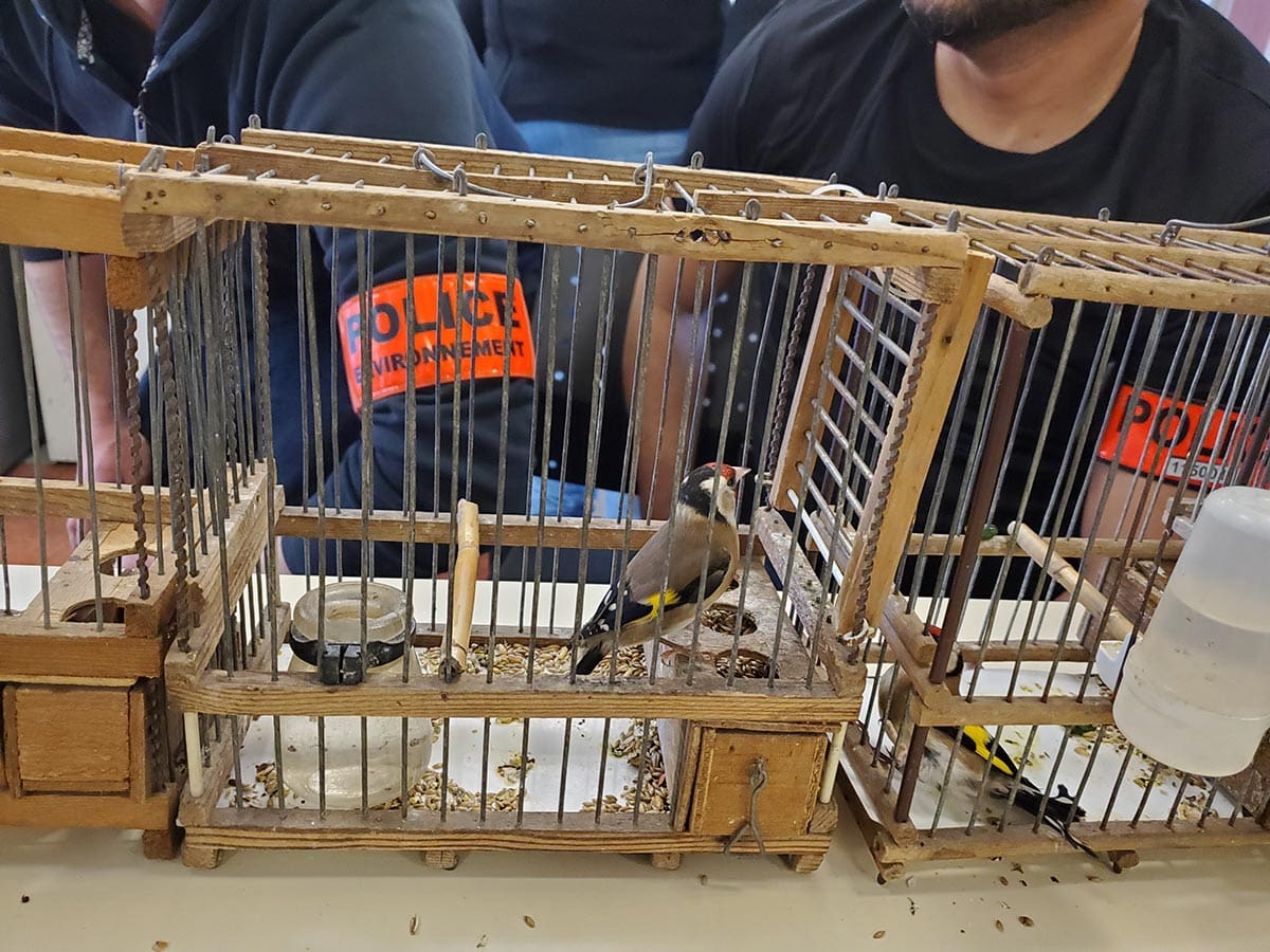 Un trafic d’oiseaux protégés jugé au tribunal de Cahors