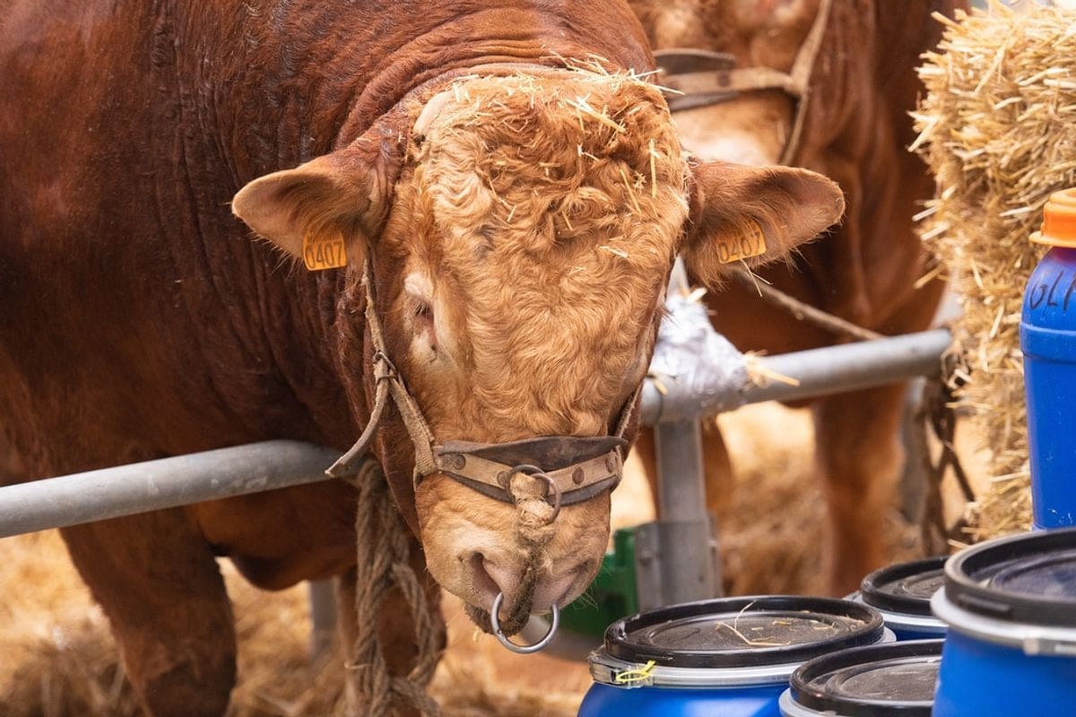 Corrèze : un taureau transperce la barrière, une jeune femme tuée en pleine formation