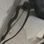 Un serpent sous le canapé, un week-end de trouille à Lyon