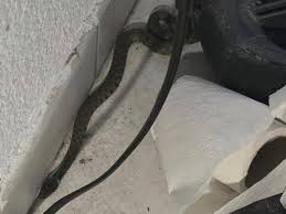 Un serpent sous le canapé, un week-end de trouille à Lyon