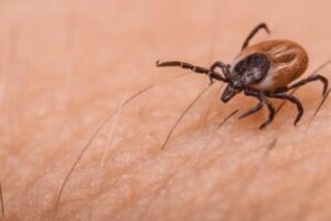 Tiques : comment se protéger toute l’année contre ces parasites porteurs de maladies