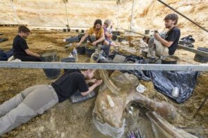À Angeac-Charente, un cimetière de dinosaures géants émerveille les paléontologues