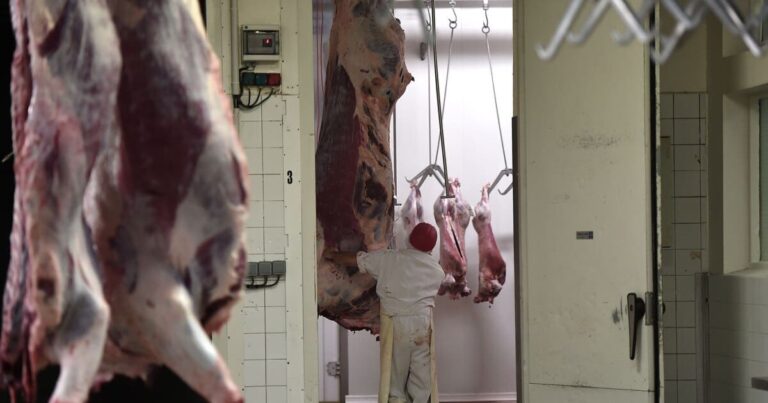 Abattoirs visés par des activistes  : remis en liberté, la justice va les convoquer