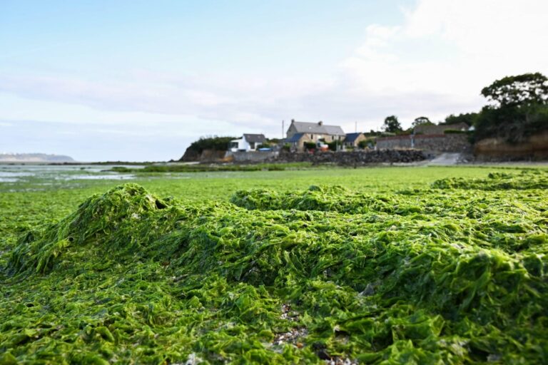 Algues vertes dans les Côtes-d’Armor : alerte au gaz toxique 