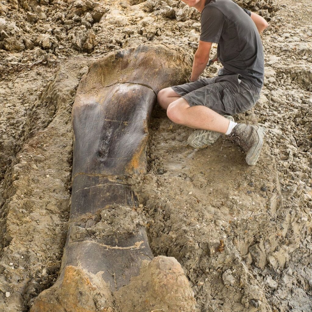 Angeac-Charente : de nouveaux ossements révèlent l’ampleur du dinosaure géant découvert en 2024