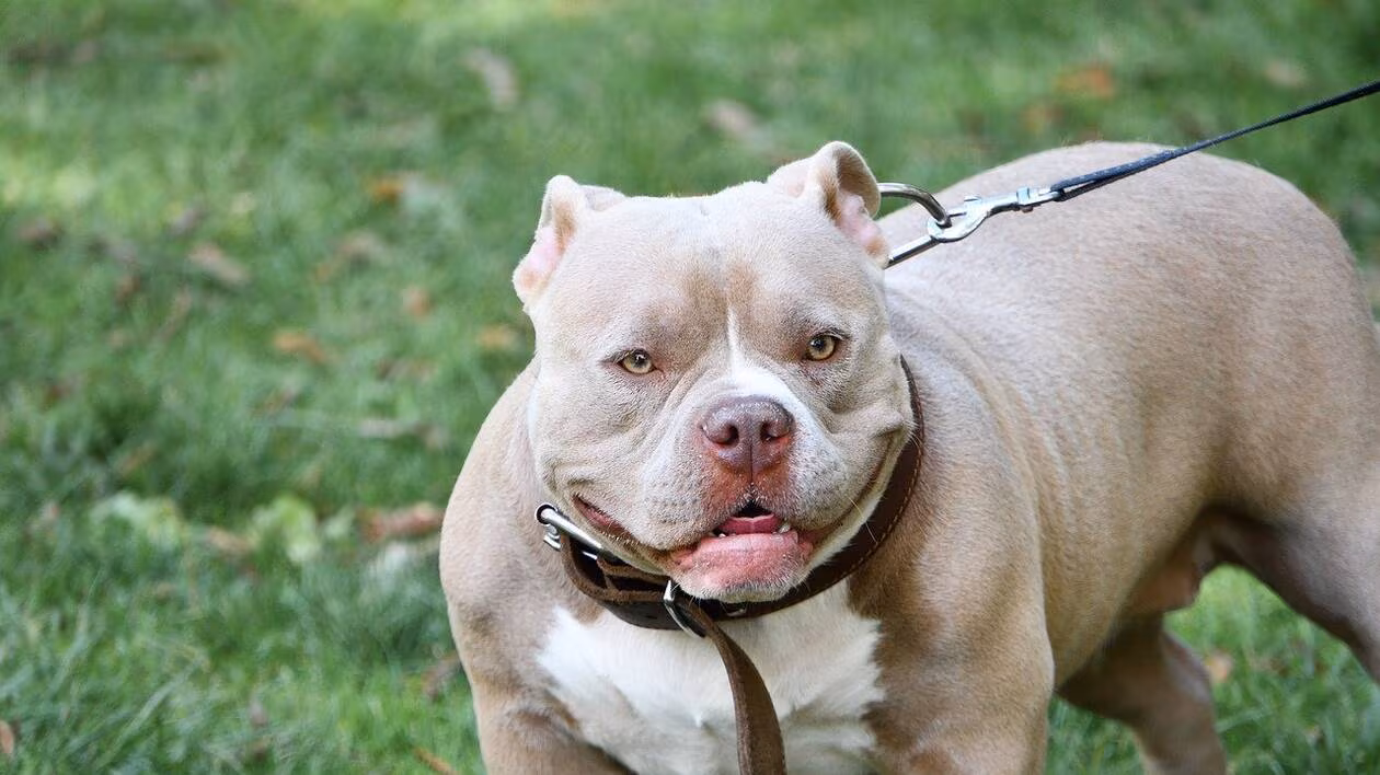 Attaque canine à Ancenis : le maître condamné, le chien euthanasié