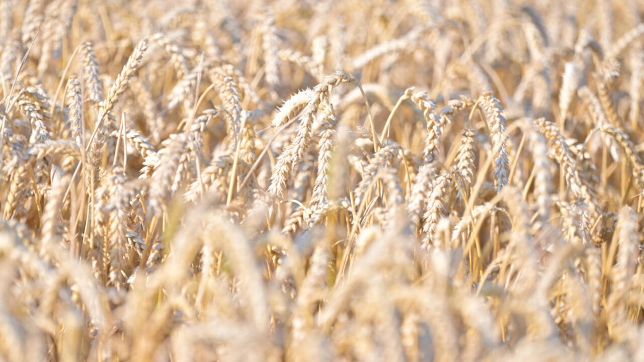 Blé : la France récolte gros, mais vend bas