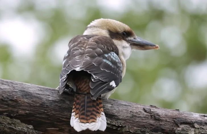 Insolite - Il rit comme un humain: le Kookaburra, l'oiseau vedette du spectacle "Les Maîtres des Airs" au ZooParc de Beauval