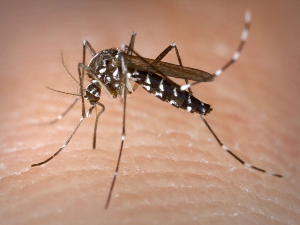 Chikungunya à Claix : l'ARS déclenche l’alerte après un cas autochtone Le moustique tigre continue de semer l’inquiétude dans la région Auvergne-Rhône-Alpes. Un cas autochtone de chikungunya a été signalé à Claix, au sud de Grenoble, confirmant la transmission locale du virus sans déplacement préalable en zone à risque. La personne infectée aurait contracté la maladie à la suite d’une piqûre de moustique déjà porteur du virus, marquant ainsi le deuxième cas autochtone recensé cette année dans la région, après celui survenu dans la Drôme fin juin. Démoustication ciblée et enquête de terrain pour contenir le virus Alertée le vendredi 4 juillet, l’Agence régionale de santé a immédiatement lancé une série de mesures préventives. Une opération de démoustication est programmée dans la nuit du 8 au 9 juillet sur les secteurs concernés de Claix. Objectif : éliminer les moustiques adultes et leurs gîtes larvaires, principaux vecteurs de la maladie. Des agents de santé publique seront également déployés sur le terrain pour sensibiliser les habitants et détecter d’éventuels nouveaux cas. La vigilance est d’autant plus de mise que l’Isère enregistre déjà 34 cas importés de chikungunya depuis le mois de mai. À l’échelle régionale, 130 cas recensés sur la même période Si les cas dits importés sont plus fréquents, ceux de transmission locale suscitent une inquiétude croissante, en particulier dans les zones où le moustique tigre s’est implanté durablement. Dans les quartiers concernés, les habitants ont été informés via des courriers distribués en boîte aux lettres, rappelant les gestes à adopter en cas de symptômes : fièvre, douleurs articulaires, fatigue brutale. L’ARS appelle à une mobilisation collective pour limiter la propagation du virus, notamment en supprimant toute eau stagnante autour des habitations. La recrudescence des cas autochtones de maladies tropicales en métropole confirme une évolution préoccupante des conditions sanitaires liées au changement climatique. Le chikungunya, tout comme la dengue ou le Zika, n’est plus uniquement un sujet d’importation, mais désormais une menace installée sur le territoire français.