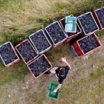 Crise des vendanges 2025 : – 30 % de saisonniers, les vignerons au bord du gouffre