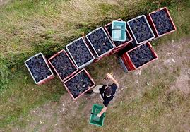 Crise des vendanges 2025 : – 30 % de saisonniers, les vignerons au bord du gouffre
