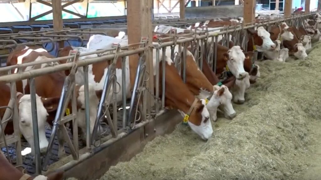 Dermatose bovine : l’État persiste, les éleveurs se rebiffent