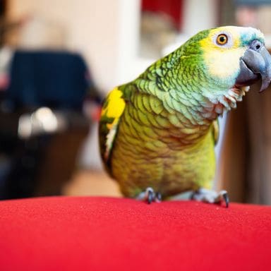 Essonne : un élevage clandestin de perroquets démantelé à Corbeil-Essonnes