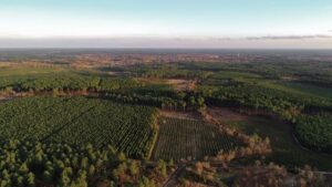 Landes de Gascogne : la forêt prise à la gorge par l'appétit industriel