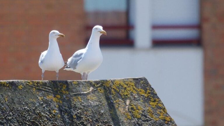 Le Touquet lutte contre les goélands gloutons