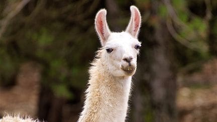 Montpellier : des anticorps de lama ouvrent une nouvelle voie contre la schizophrénie