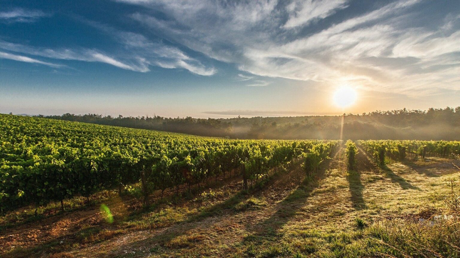 Rosé en détresse : l'œnotourisme pour sauver les vignes provençales ?