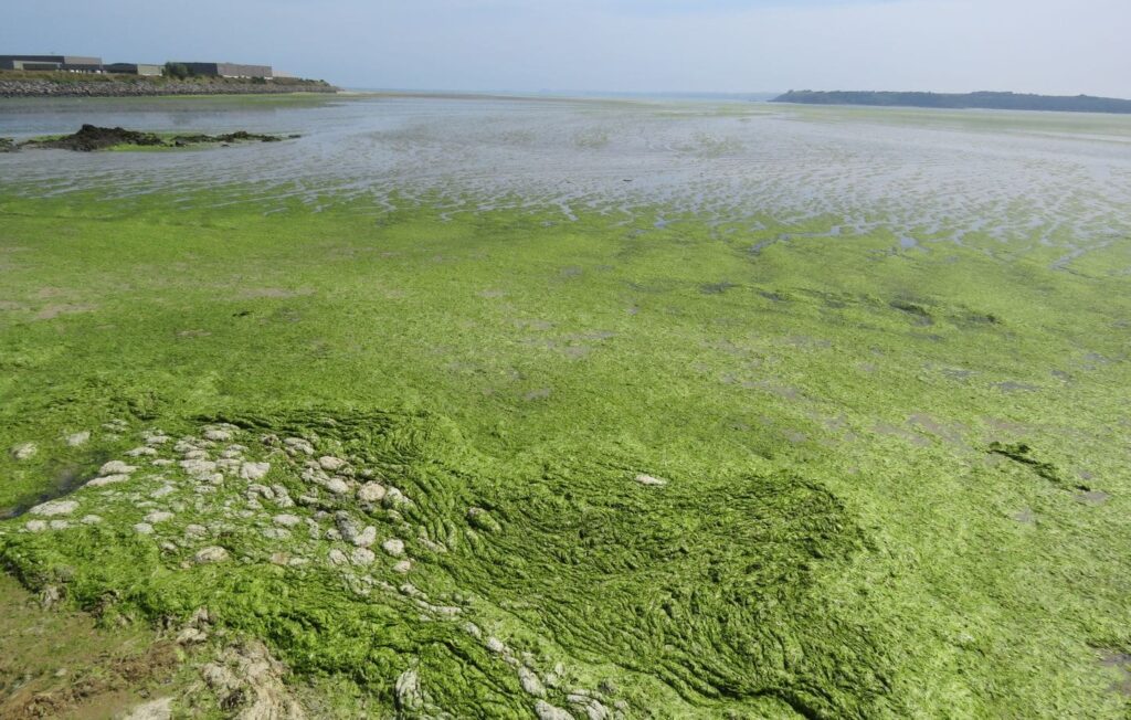 Algues vertes : les écologistes saisissent la justice pour dénoncer trente ans d’inaction