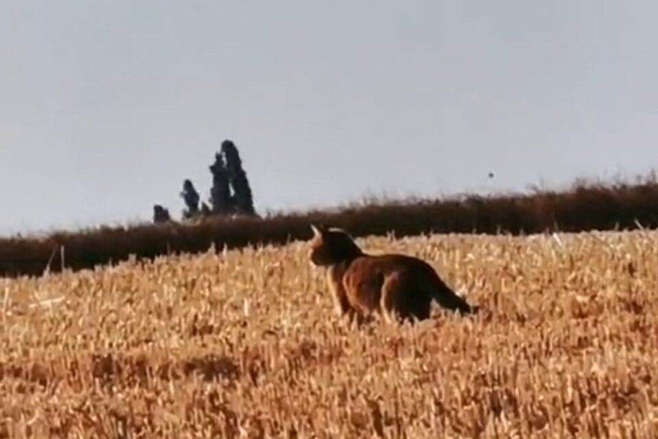 Félin mystérieux en Seine-et-Marne : l’ombre d’un fauve plane toujours sur Fleury-en-Bière