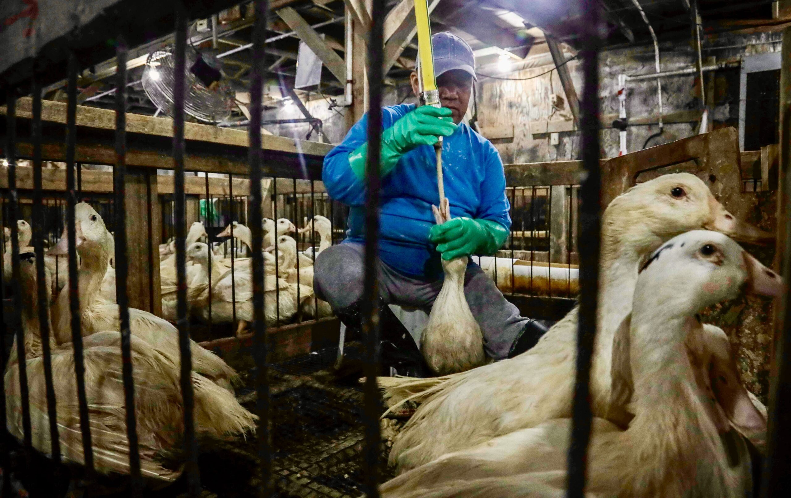 Foie gras: la nouvelle méthode révolutionnaire pour en finir avec le broyage des canetons femelles d’ici 2030