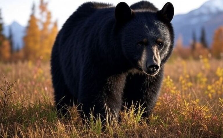 Insolite – Attaquée par un ours en Alasaka, une randonneuse de 67 ans secourue grâce à un drone