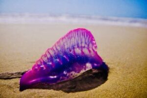 La redoutable Galère Portugaise, ‘fausse méduse’ capable de tuer un homme, aperçue sur les plages françaises