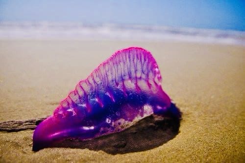 La redoutable Galère Portugaise, ‘fausse méduse’ capable de tuer un homme, aperçue sur les plages françaises