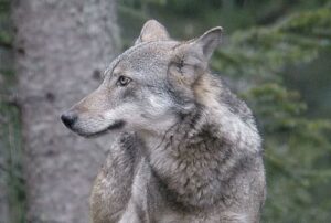 Lozère : déjà trois loups abattus en juin, un été sous tension