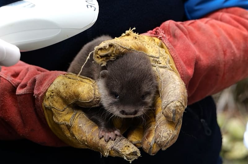 Insolite - De la détresse à la liberté, l’histoire émouvante d’une loutre d’Europe sauvée par le centre Beauval Nature