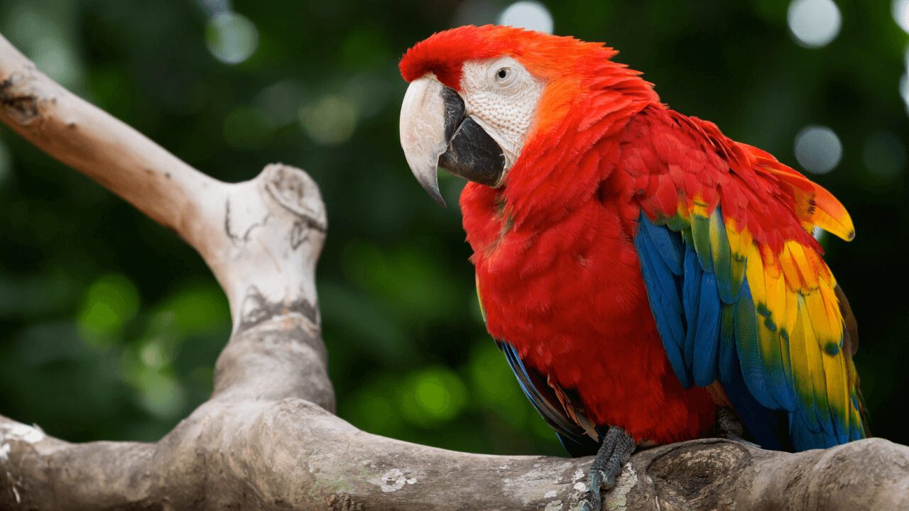 À Carcassonne, un vol de cuivre révèle un poulain disparu et un perroquet protégé